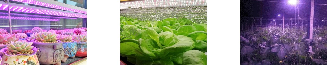 1691391381157342.jpg PPFD-2植物生長(zhǎng)燈測(cè)試系統(tǒng)-3.jpg